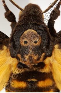 Death-head Hawkmoth - Acherontia atropos 0004